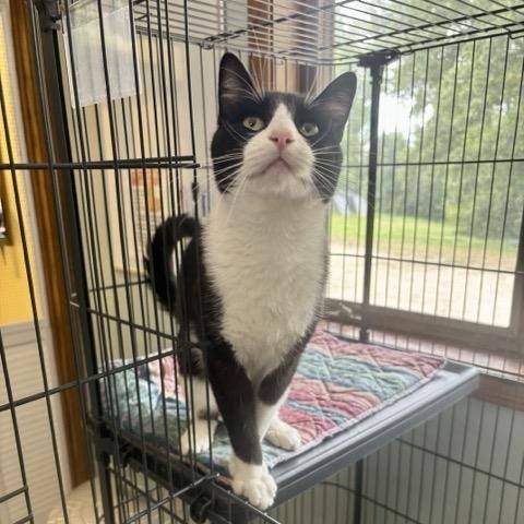 Enlarge Gonzo, a Adoptable Domestic Short Hair in Hutchinson, MN image 3/5