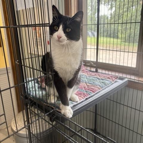 Enlarge Gonzo, a Adoptable Domestic Short Hair in Hutchinson, MN image 1/5