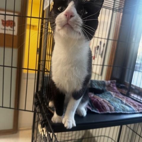 Enlarge Gonzo, a Adoptable Domestic Short Hair in Hutchinson, MN image 5/5