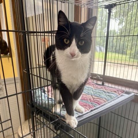 Enlarge Gonzo, a Adoptable Domestic Short Hair in Hutchinson, MN image 2/5