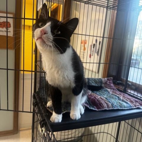 Enlarge Gonzo, a Adoptable Domestic Short Hair in Hutchinson, MN image 4/5