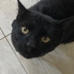 Enlarge OSCAR!, a Adoptable mixed breed in Owensboro, KY image 1/10