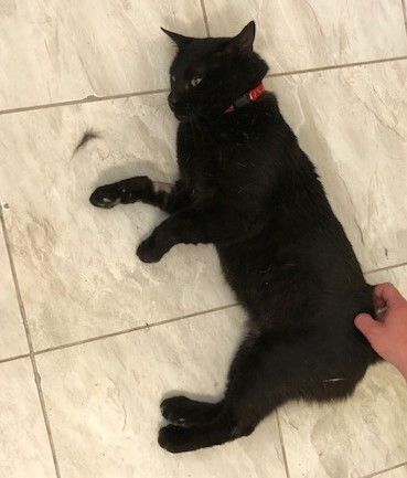 Enlarge OSCAR!, a Adoptable mixed breed in Owensboro, KY image 2/10