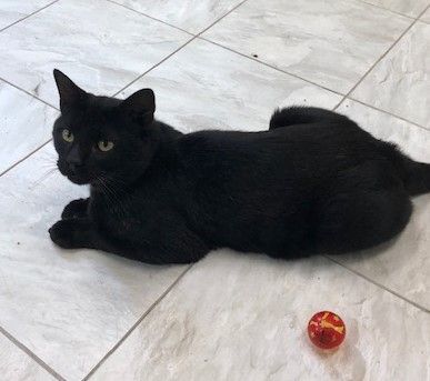 Enlarge OSCAR!, a Adoptable mixed breed in Owensboro, KY image 4/10