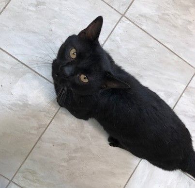OSCAR!, Adoptable, Young Male Domestic Short Hair.
