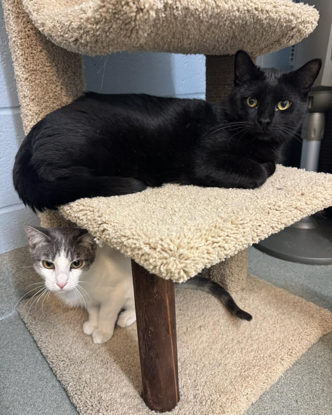 Baby Panthers, a ADOPTABLE Domestic Short Hair in Bloomfield, NJ image 4/5