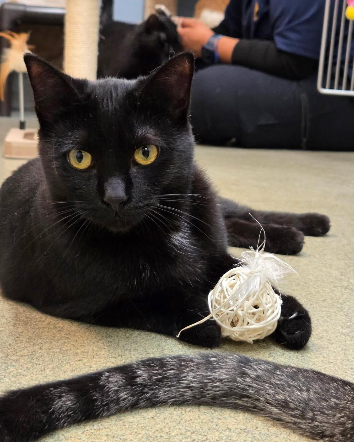 Baby Panthers, a ADOPTABLE Domestic Short Hair in Bloomfield, NJ image 2/5