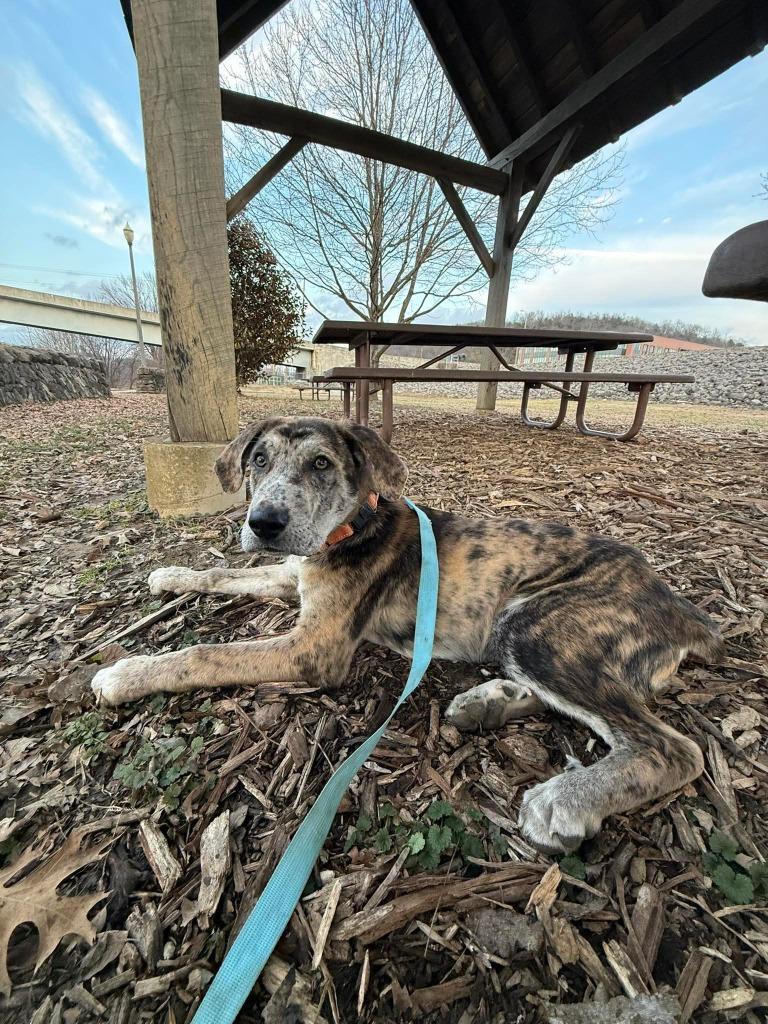 Enlarge Buckley, a Adoptable mixed breed in Lexington, KY image 2/6