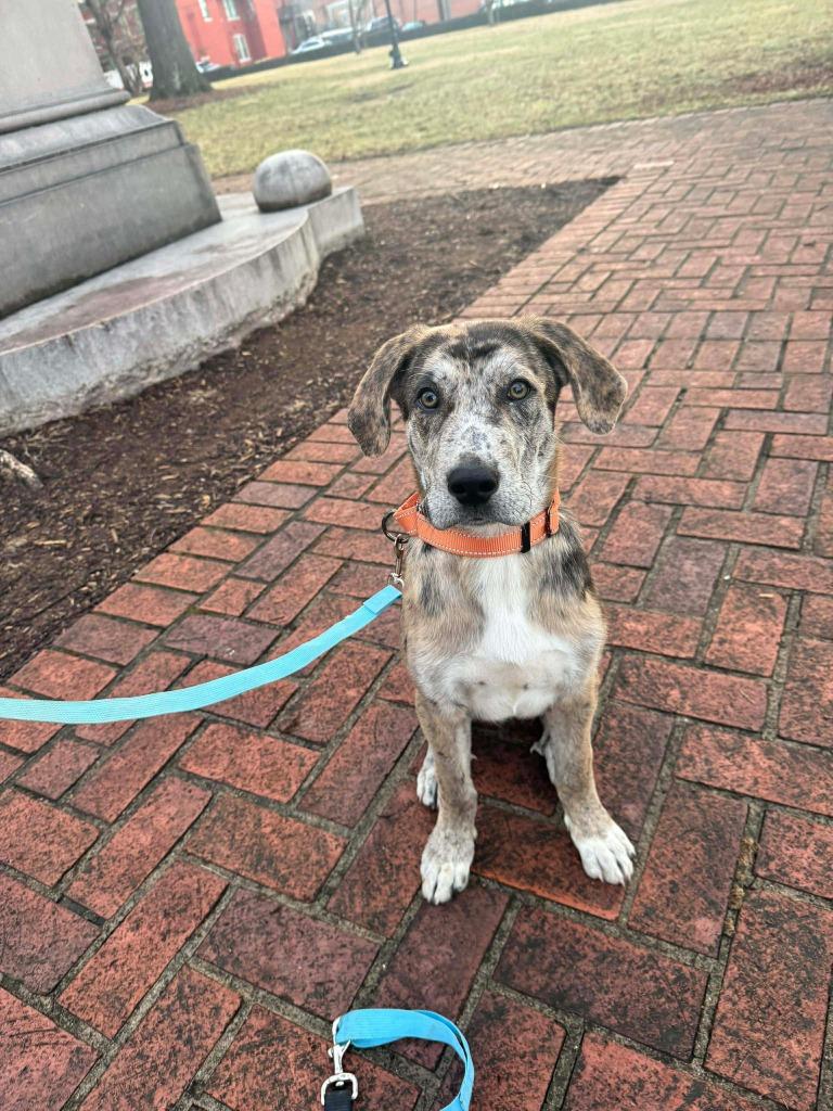 Enlarge Buckley, a Adoptable mixed breed in Lexington, KY image 1/6