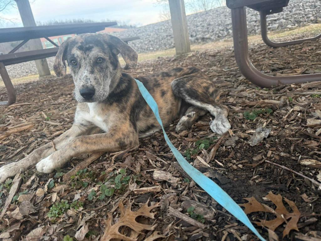 Enlarge Buckley, a Adoptable mixed breed in Lexington, KY image 3/6