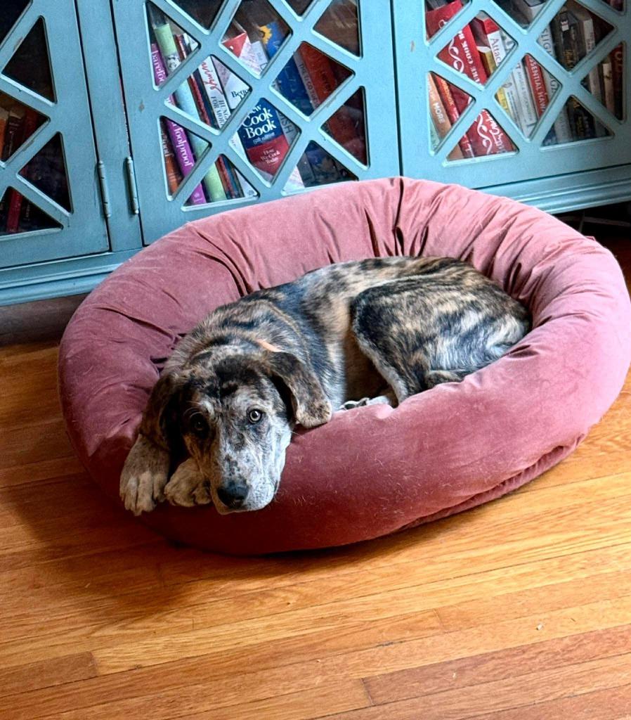 Enlarge Buckley, a Adoptable mixed breed in Lexington, KY image 4/6