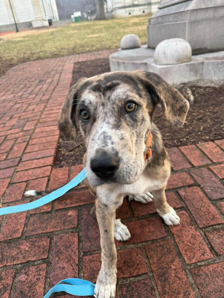 Enlarge Buckley, a Adoptable mixed breed in Lexington, KY image 5/6