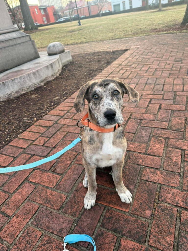 Enlarge Buckley, a Adoptable mixed breed in Lexington, KY image 6/6