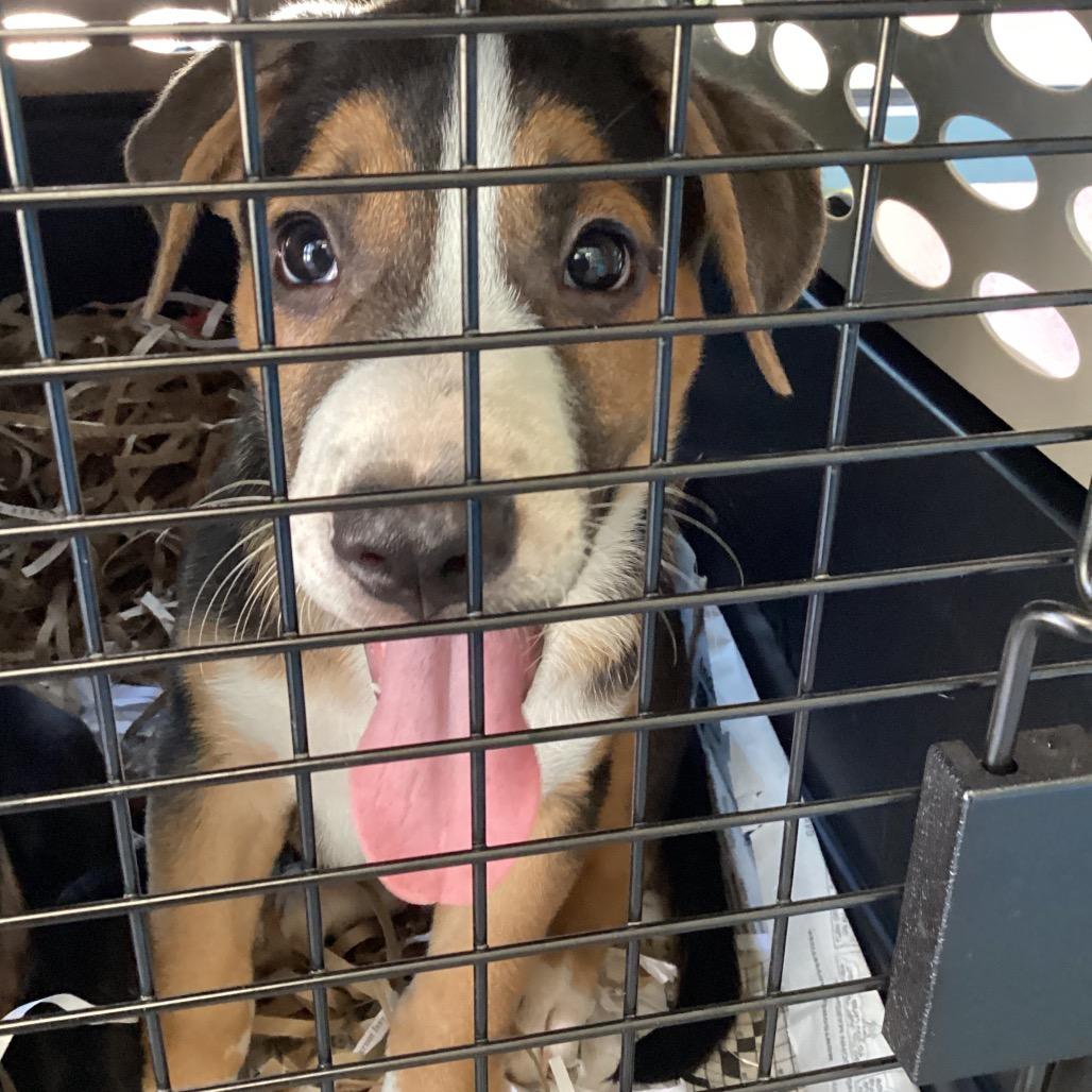 Poe, a Adoptable Mixed Breed in Montgomery, AL image 1/3