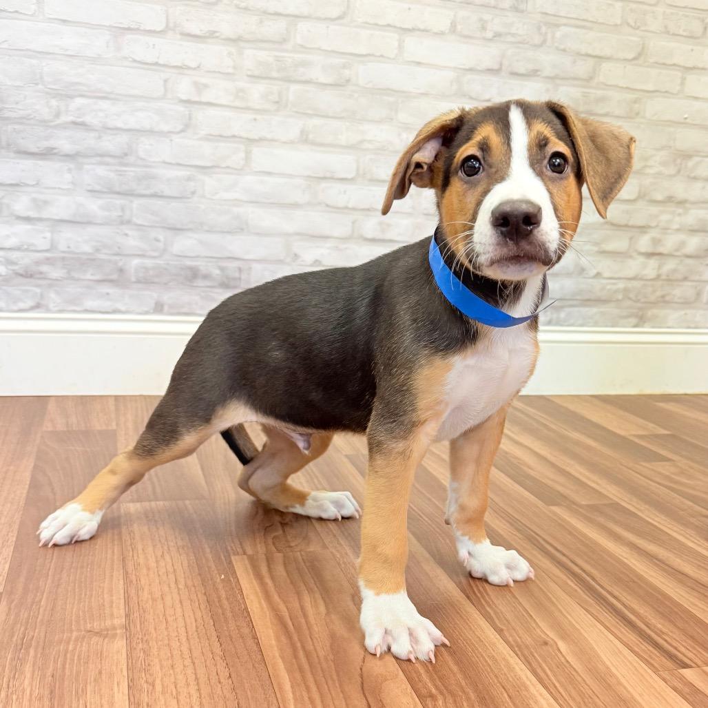 Poe, a Adoptable Mixed Breed in Montgomery, AL image 2/3