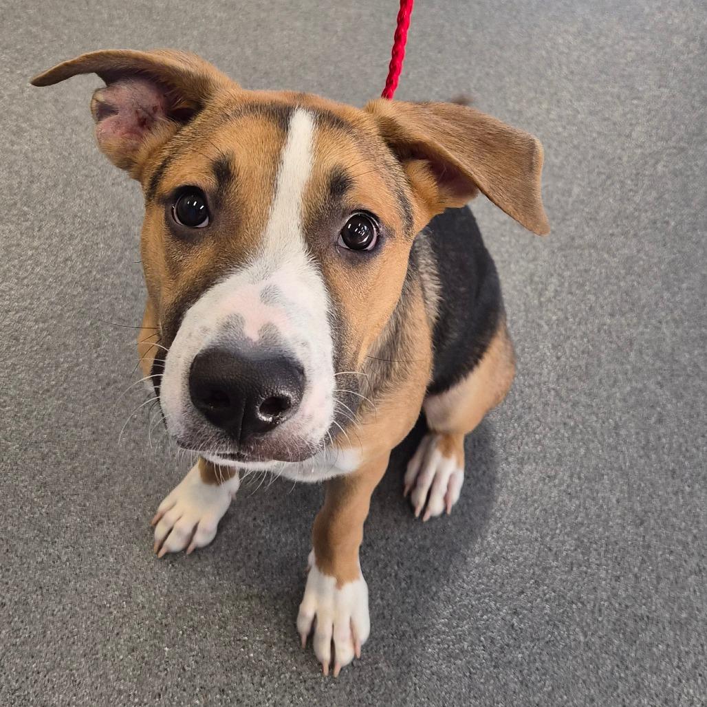 Poe, a Adoptable Mixed Breed in Montgomery, AL image 3/3