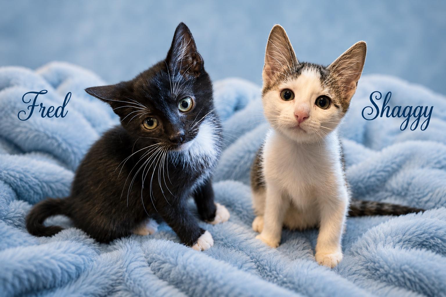 Meet the Scooby Gang, Adoptable, Kitten Male Tuxedo.