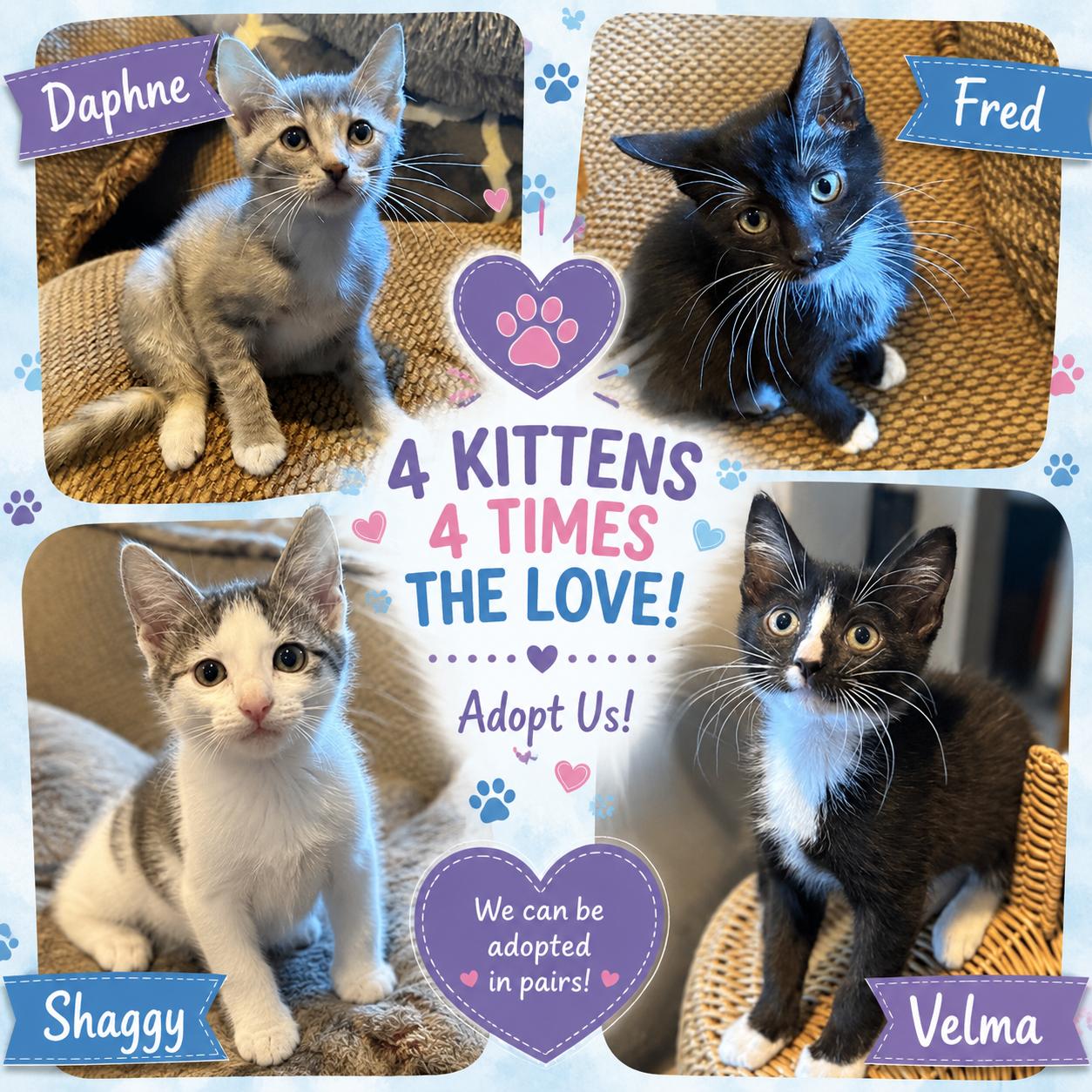 Meet the Scooby Gang, a Adoptable Tuxedo in Laurel, MD image 1/3