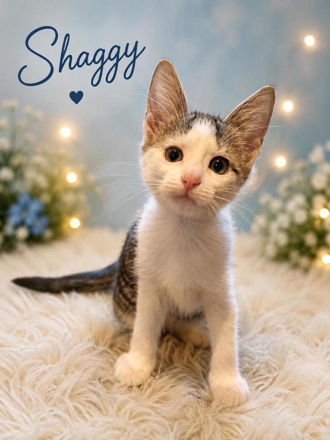Meet Shaggy-Last of the Scooby Gang, a Adoptable Tabby in Laurel, MD image 2/2