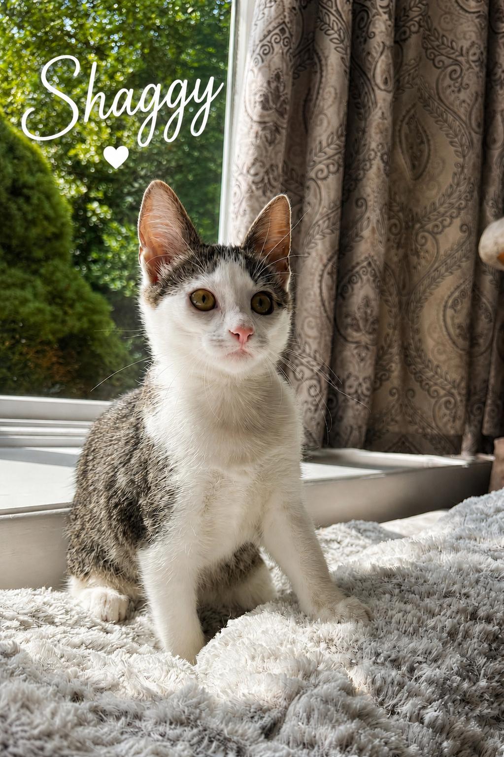 Meet Shaggy-Last of the Scooby Gang, Adoptable, Kitten Male Tabby.