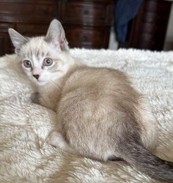 Enlarge Valentine (Triscuit): , a ADOPTABLE mixed breed in Davis, CA image 3/3