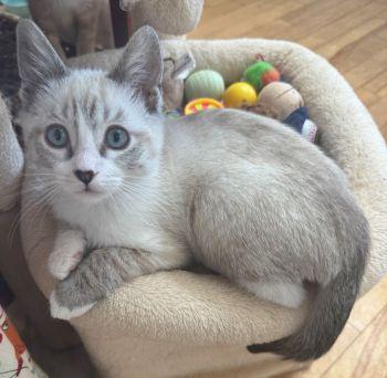 Valentine (Triscuit): , ADOPTABLE, Young Male Siamese.