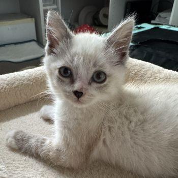 Enlarge Valentine (Triscuit): , a ADOPTABLE mixed breed in Davis, CA image 2/3