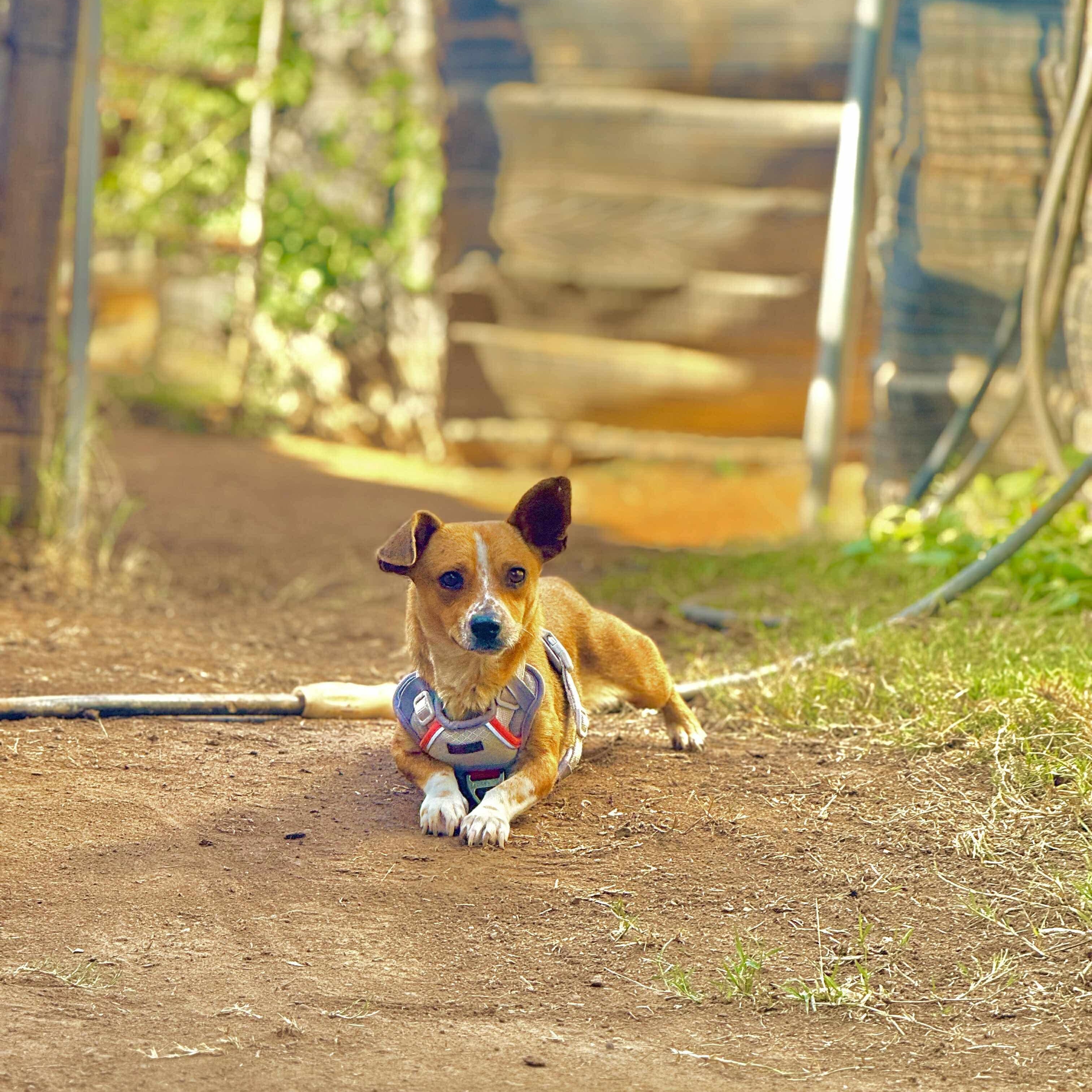 Suzie, a Adoptable mixed breed in San Diego, CA image 3/4