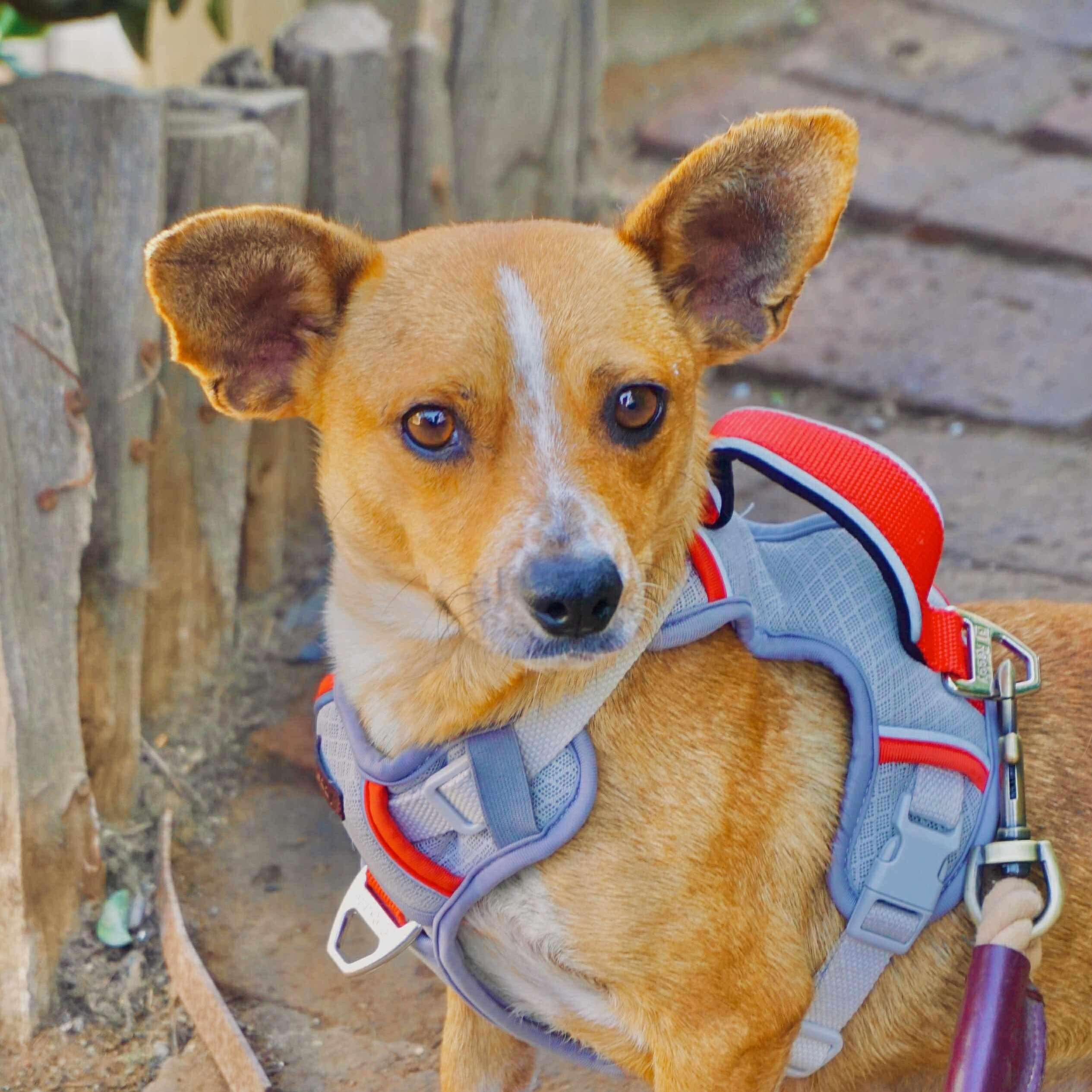 Suzie, a Adoptable mixed breed in San Diego, CA image 1/4