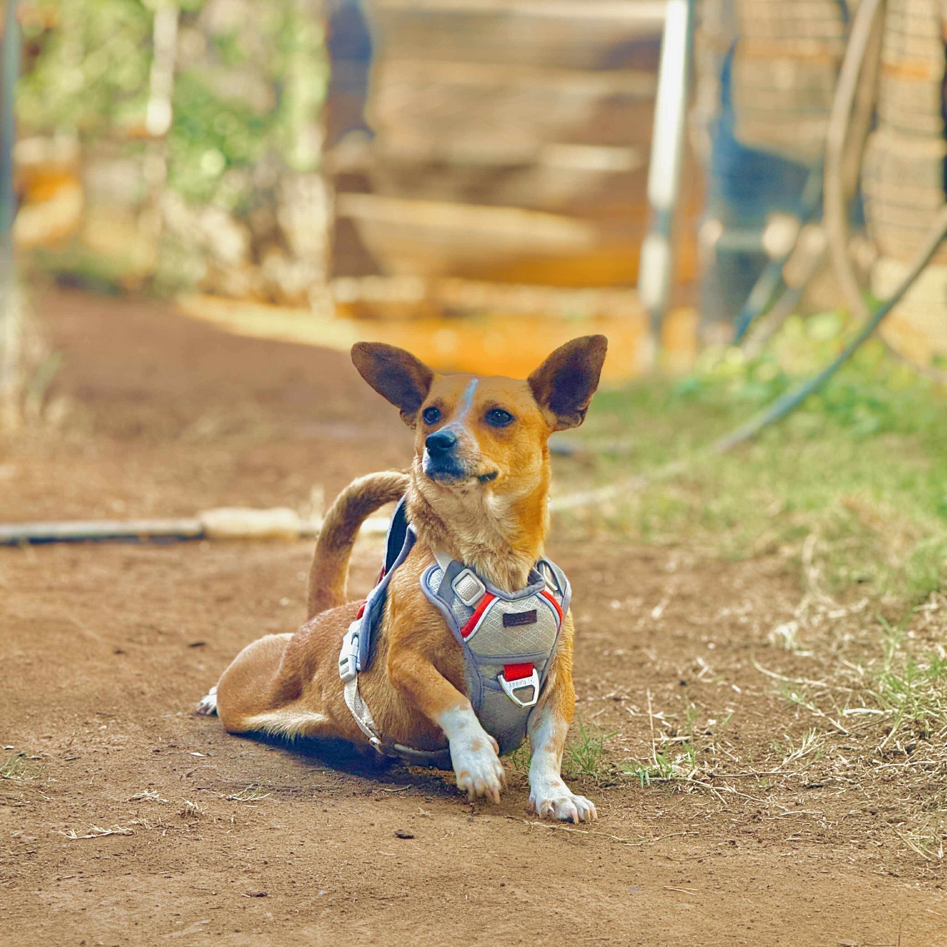 Suzie, a Adoptable mixed breed in San Diego, CA image 4/4