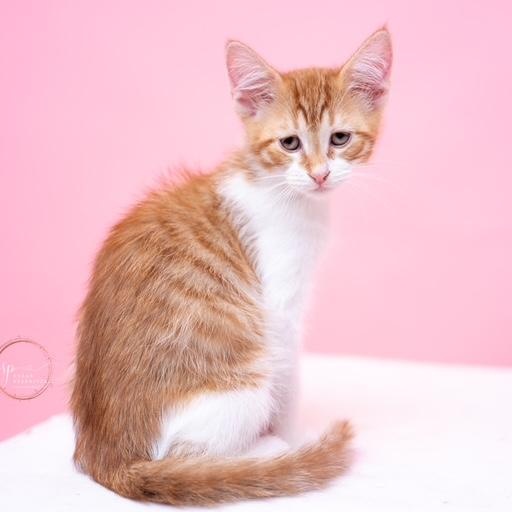 Kenyon WIDE-OPEN, ADOPTABLE, Kitten Male Turkish Van & Domestic Medium Hair.