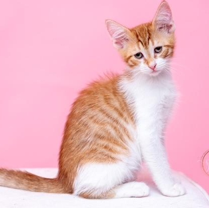 Enlarge Kenyon WIDE-OPEN, a ADOPTABLE mixed breed in Bethel, CT image 2/4