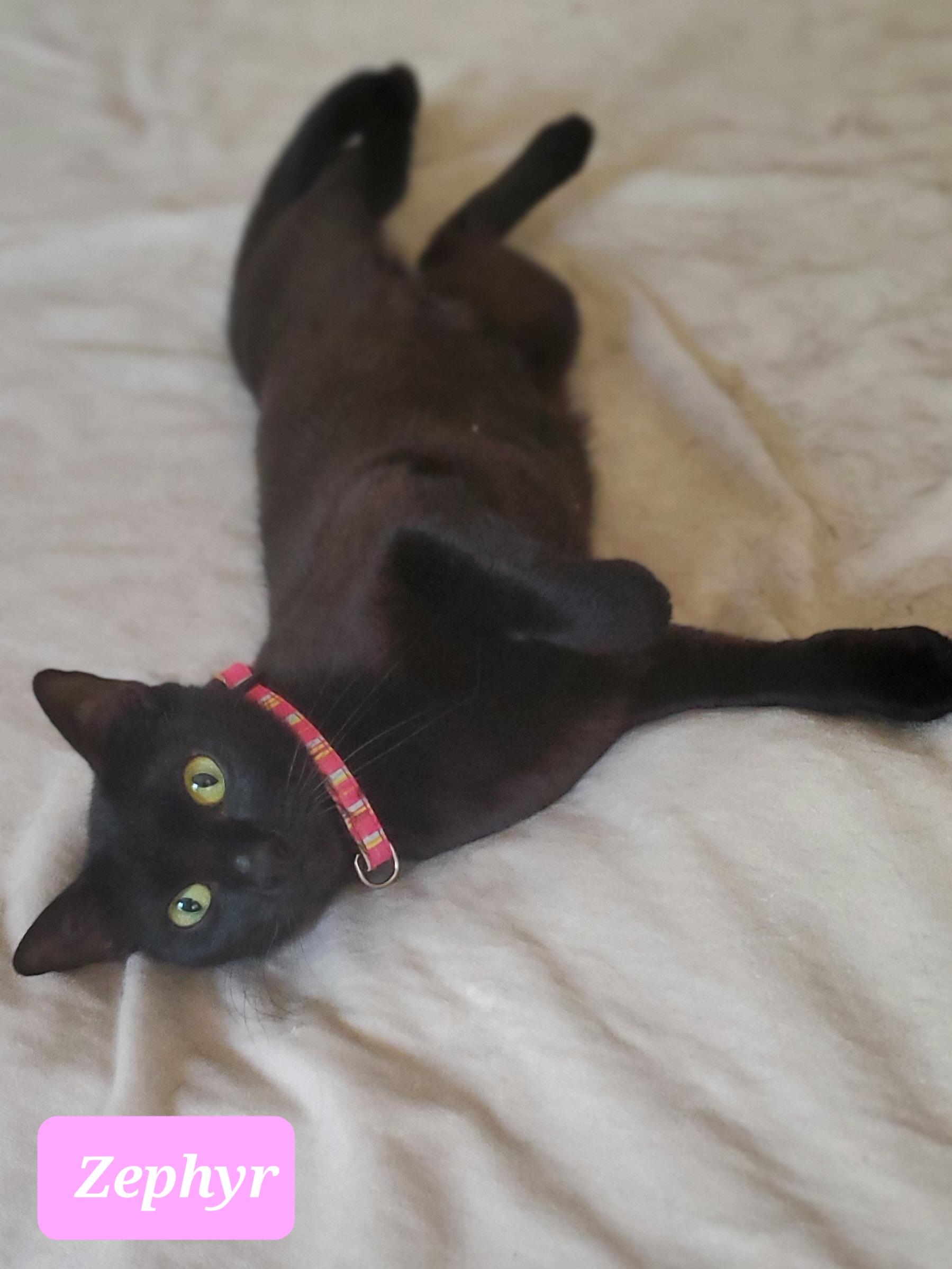 Zephyr, an adoptable Domestic Short Hair in Lubbock, TX, 79424 | Photo Image 1