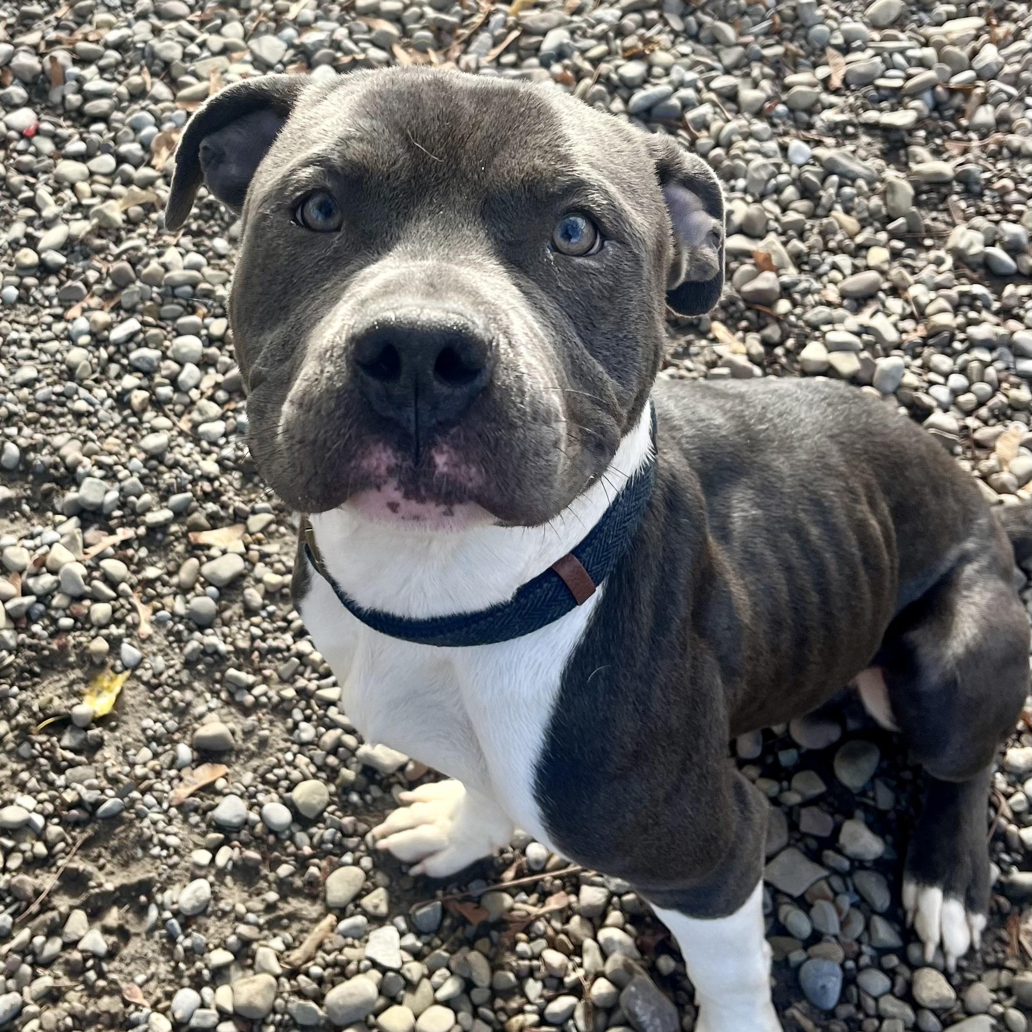 Wishbone, a Adopted mixed breed in Buffalo, NY image 1/6