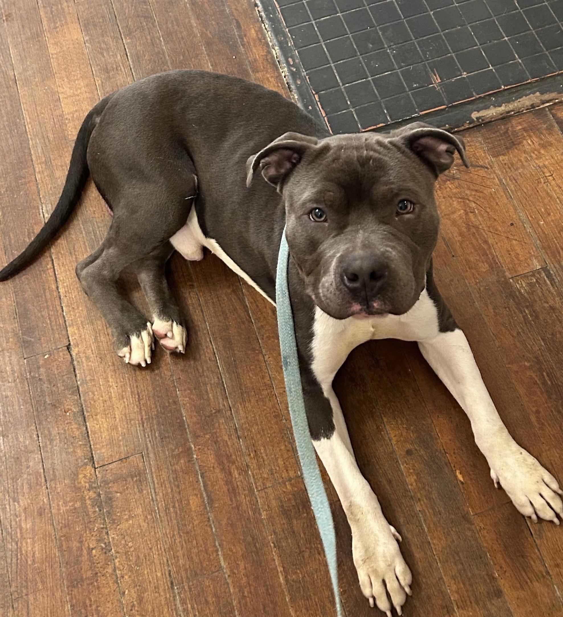 Wishbone, a Adopted mixed breed in Buffalo, NY image 2/6