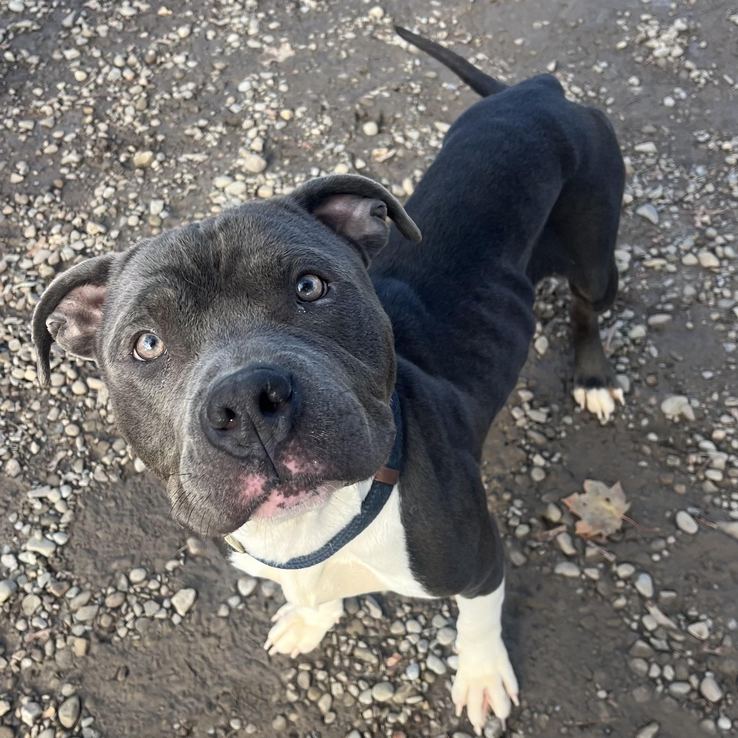 Wishbone, a Adopted mixed breed in Buffalo, NY image 5/6