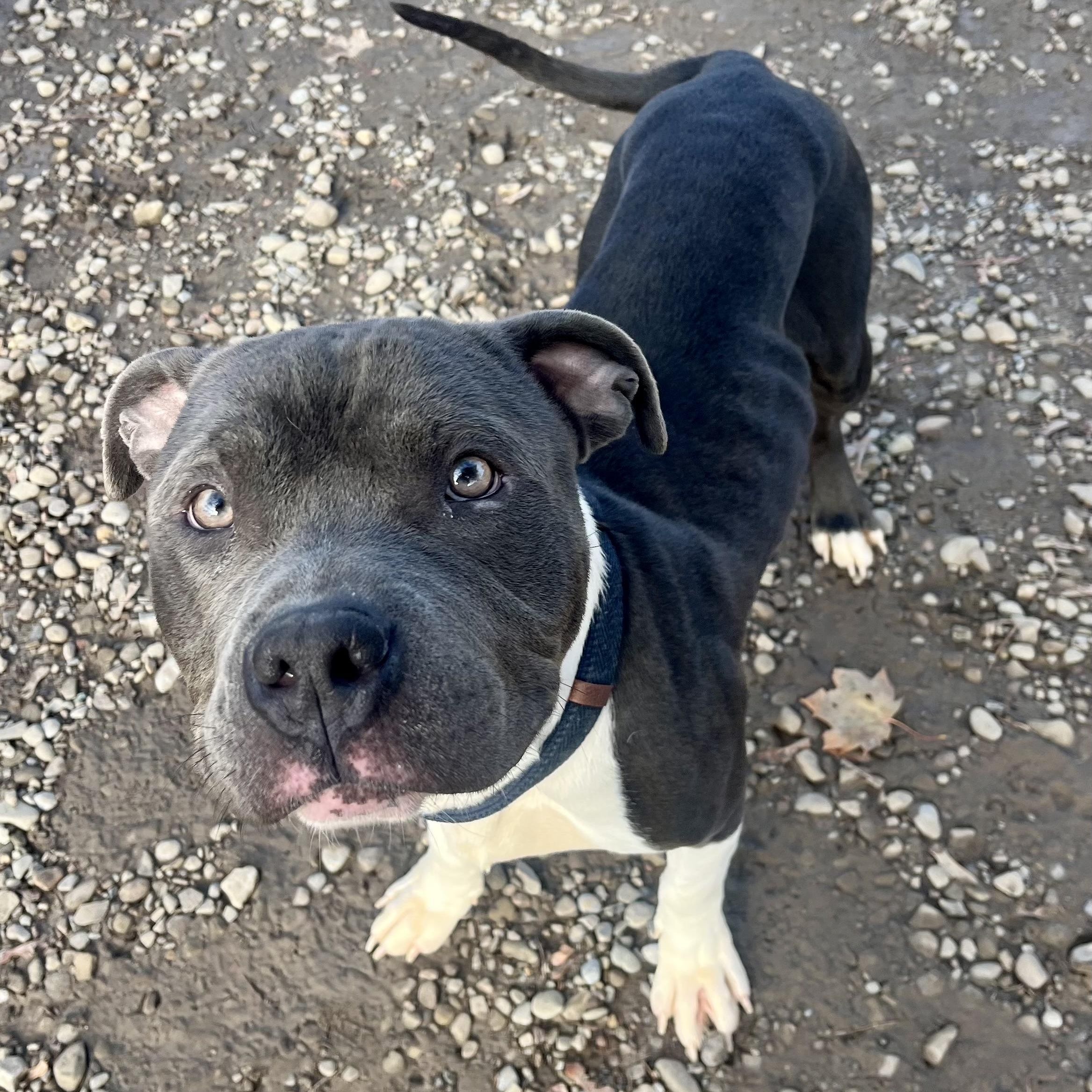 Wishbone, a Adopted mixed breed in Buffalo, NY image 6/6