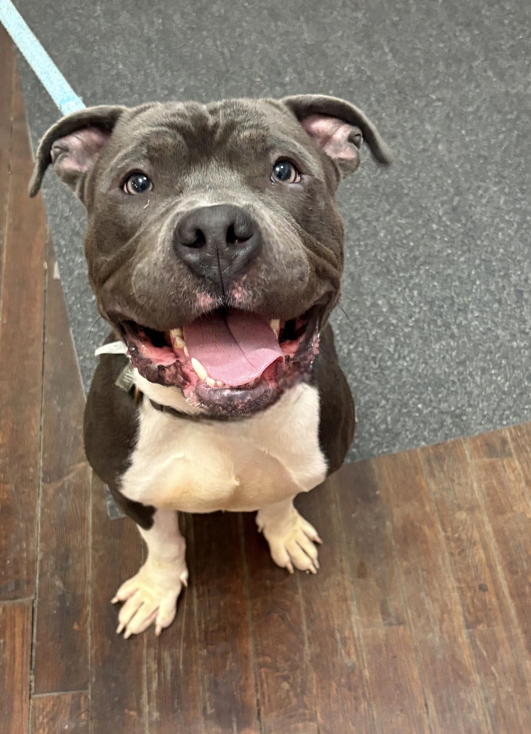 Wishbone, a Adopted mixed breed in Buffalo, NY image 3/6