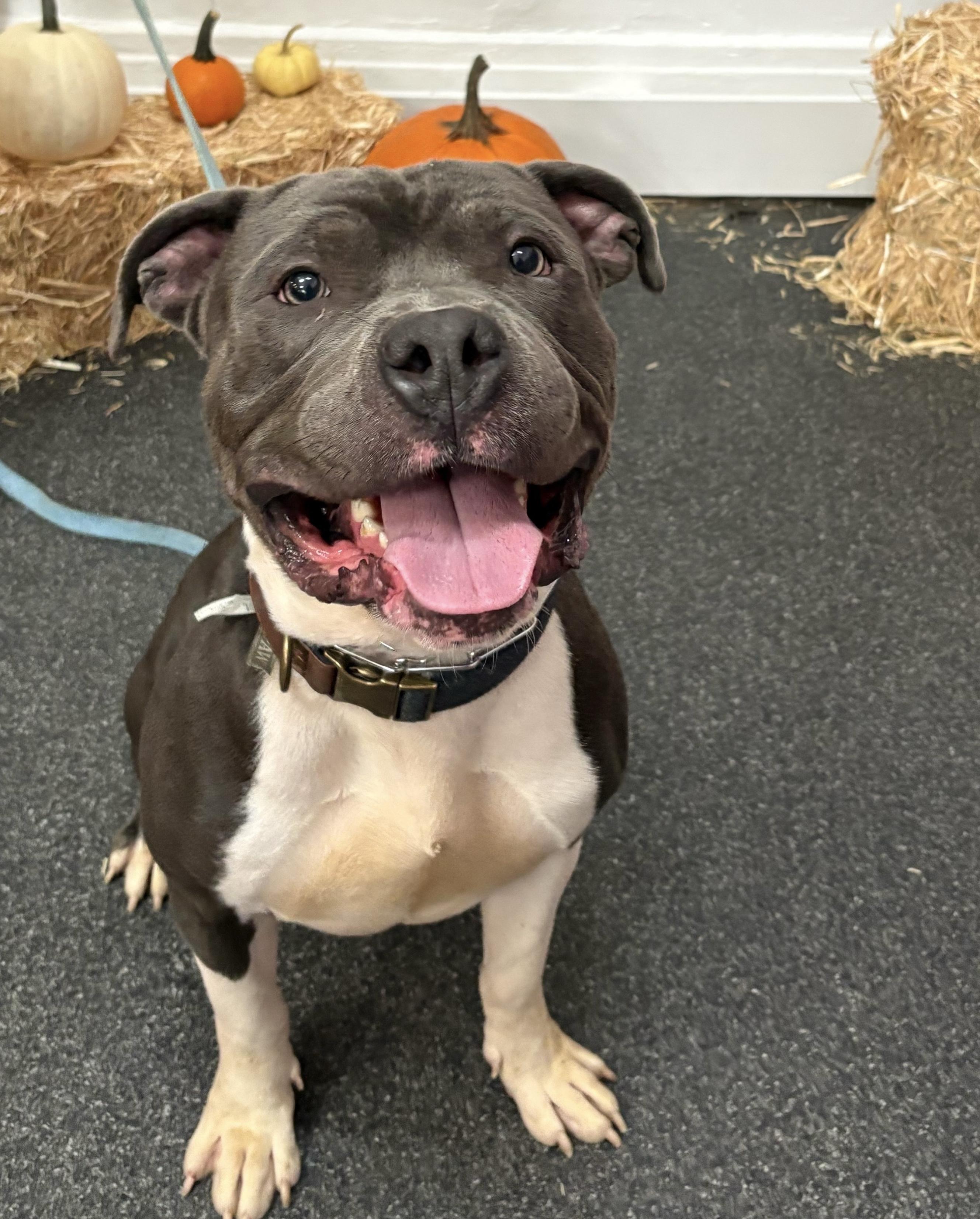 Wishbone, a Adopted mixed breed in Buffalo, NY image 4/6