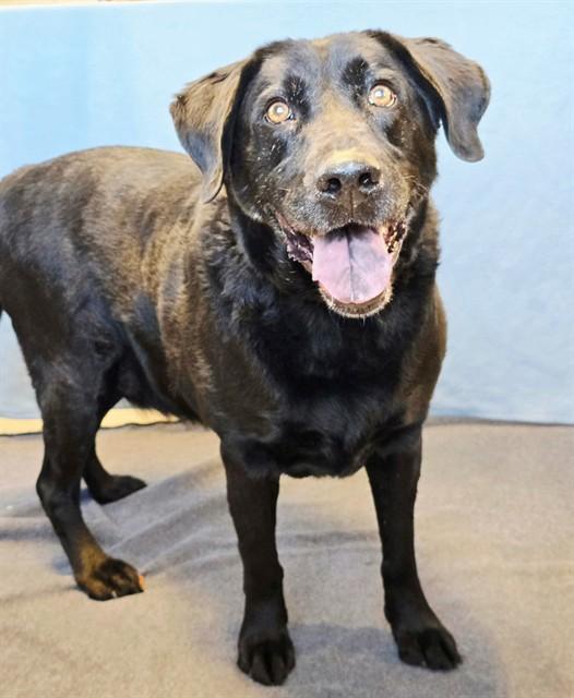 SKIPPER, Adoptable, Adult Male Labrador Retriever.