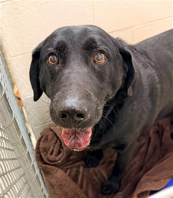 SKIPPER, Adoptable, Adult Male Labrador Retriever.