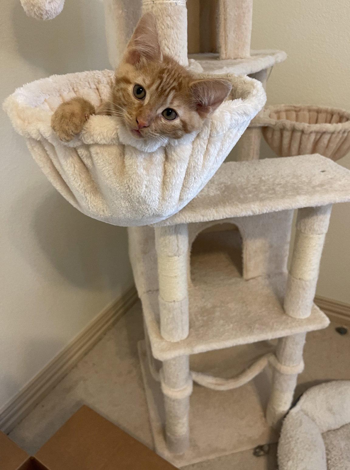 Leo, Adopted, Kitten Male Domestic Short Hair.