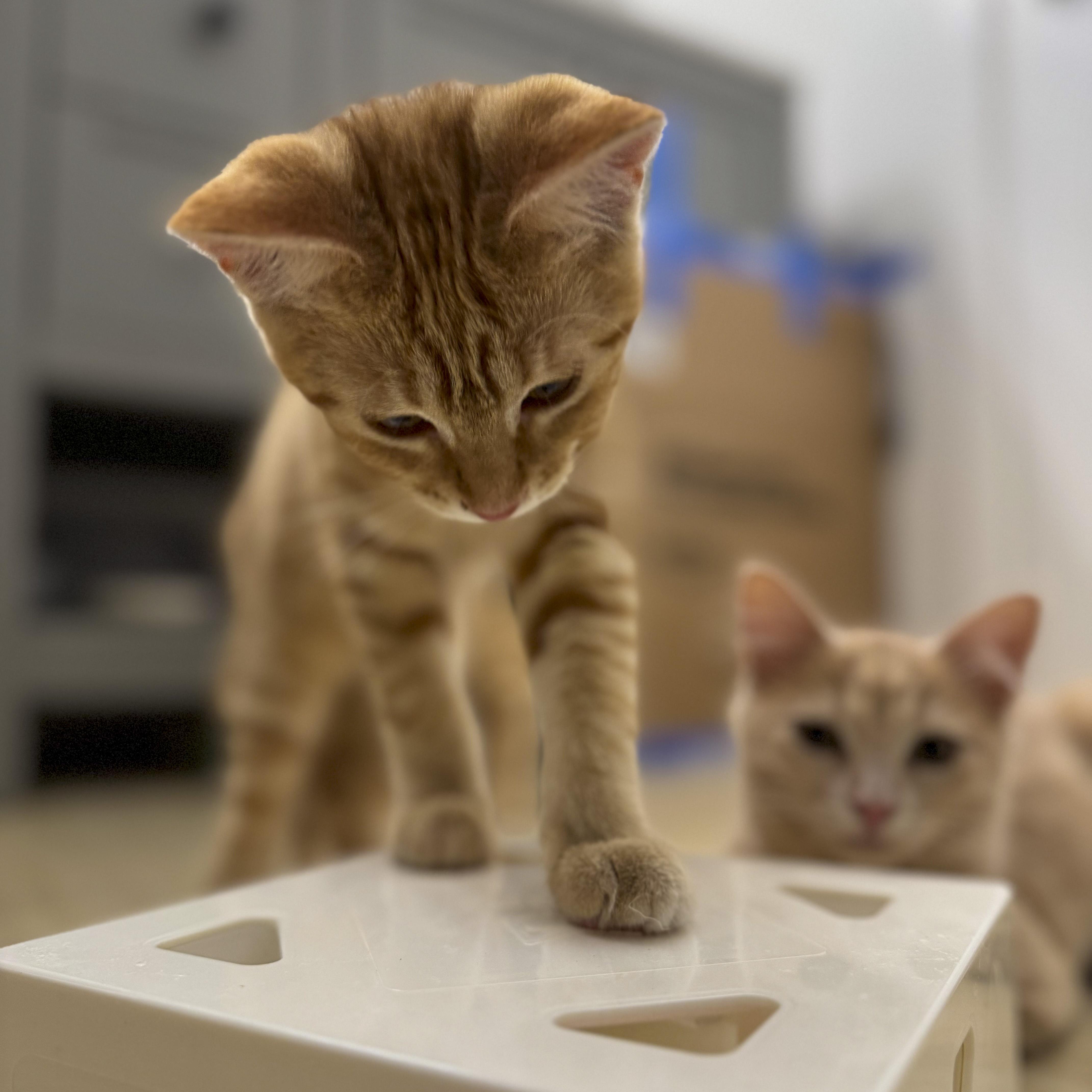 Lola, a Adoptable mixed breed in Antioch, CA image 3/5