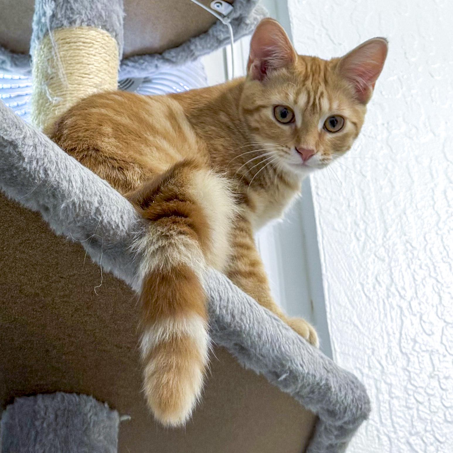 Lola, a Adoptable mixed breed in Antioch, CA image 1/5