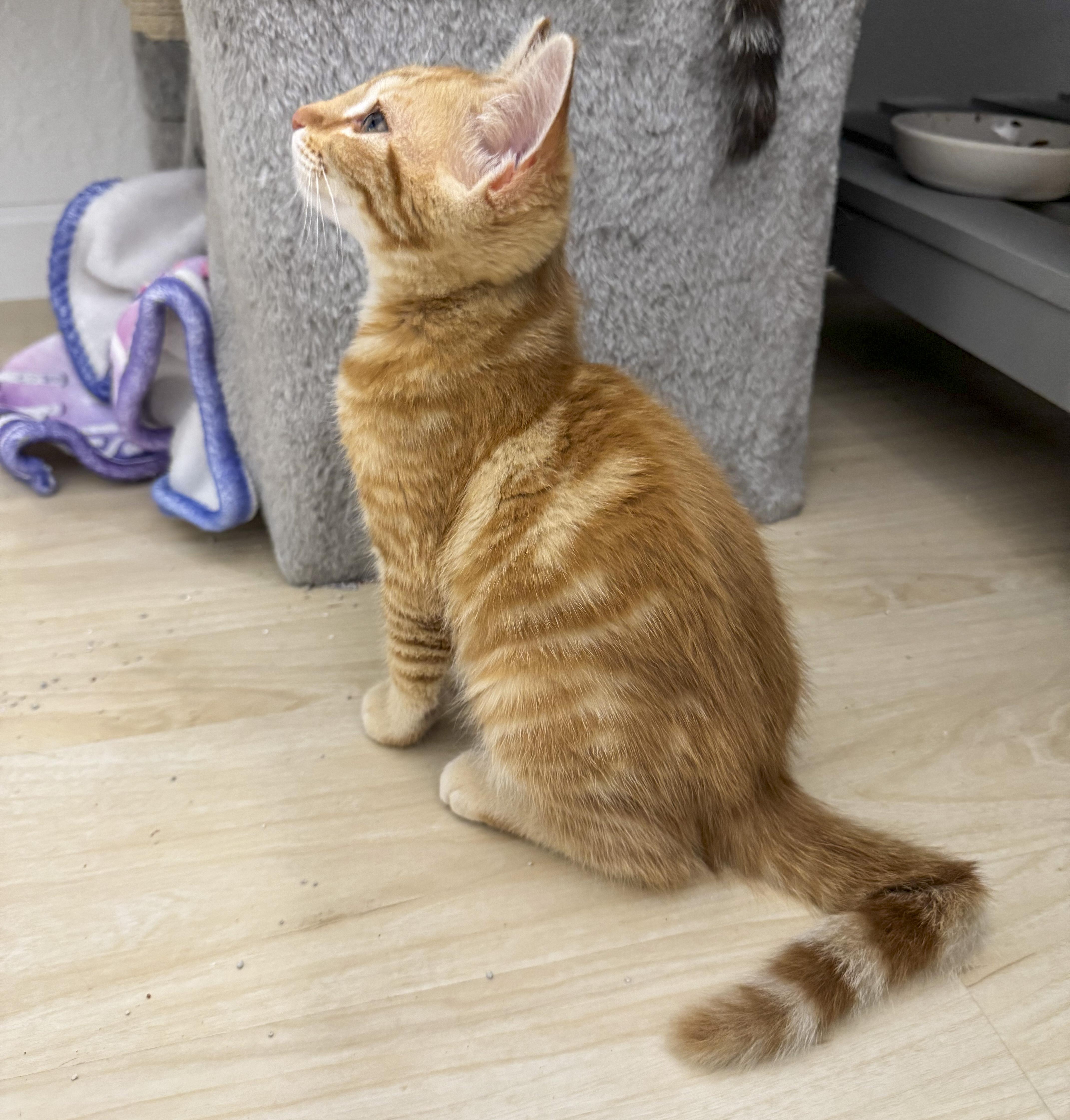 Lola, a Adoptable mixed breed in Antioch, CA image 5/5