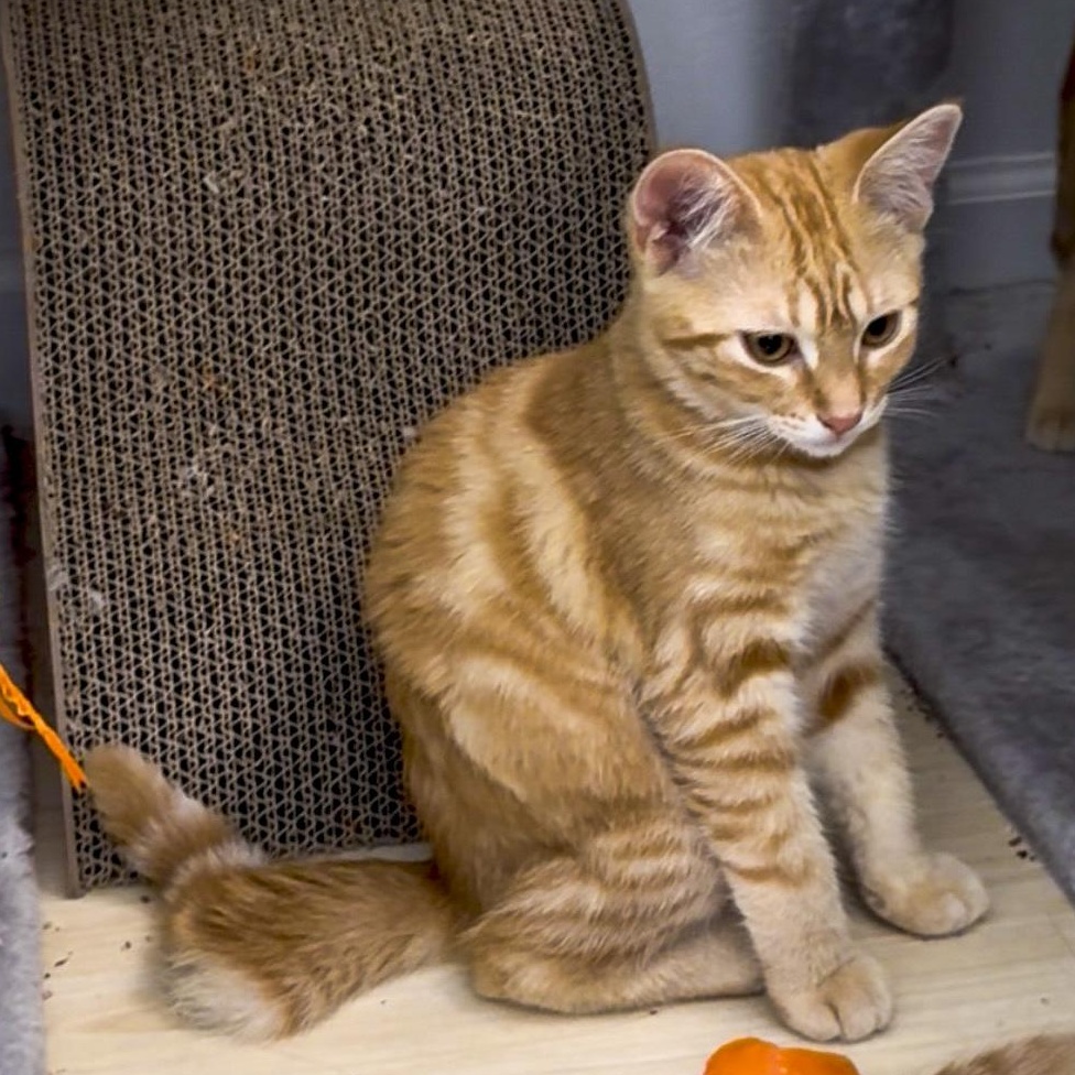 Lola, a Adoptable mixed breed in Antioch, CA image 2/5