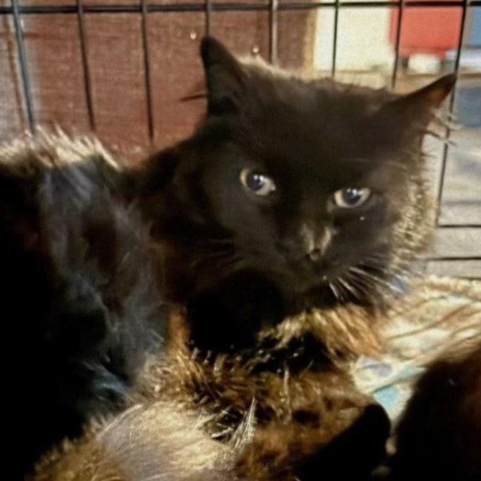 Jinx, ADOPTABLE, Adult Male Domestic Long Hair.