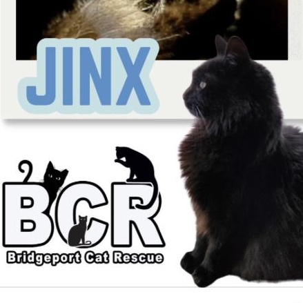 Enlarge Jinx, a ADOPTABLE Domestic Long Hair in Bridgeport, CT image 2/2