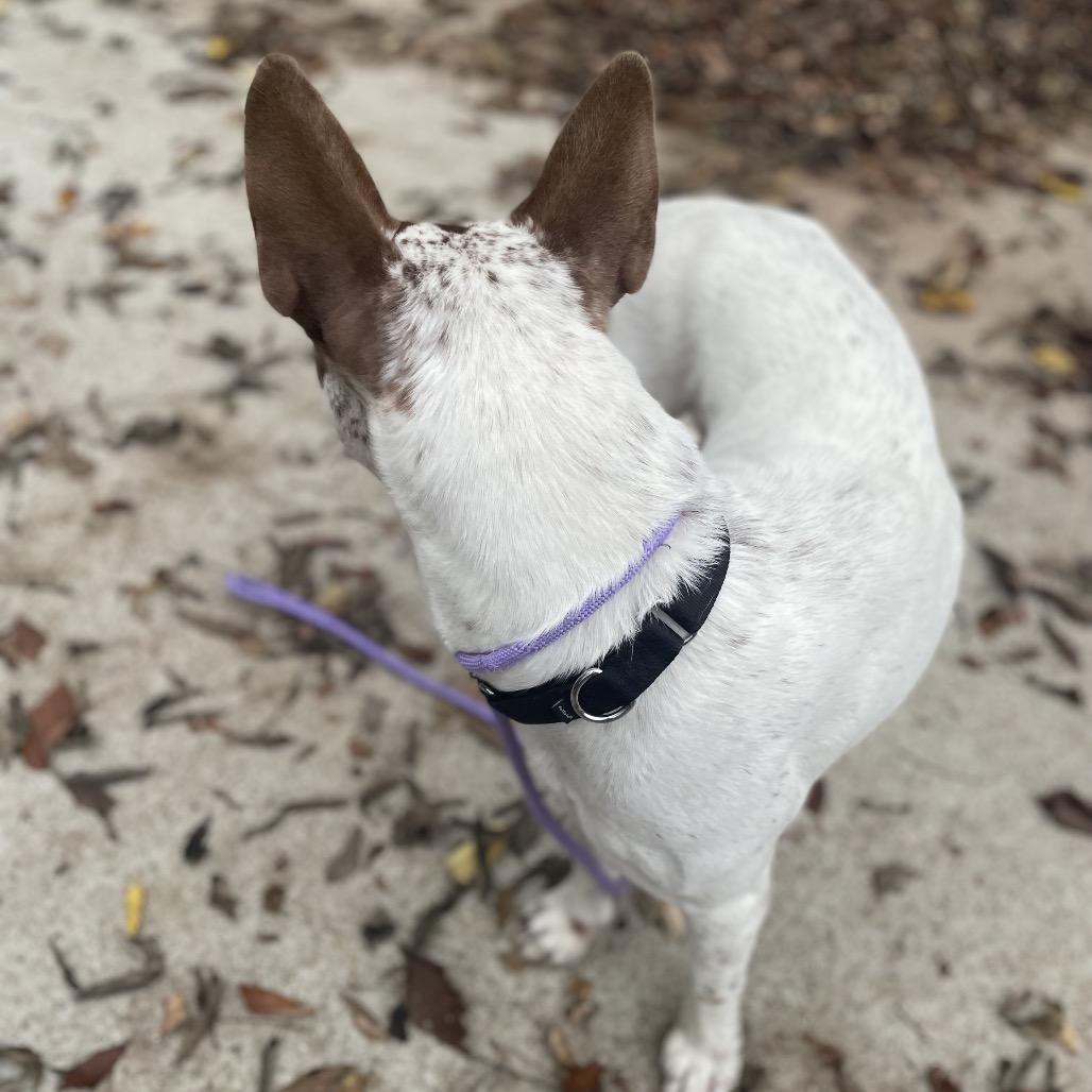 Dunkin, Adoptable, Adult Male Mixed Breed.