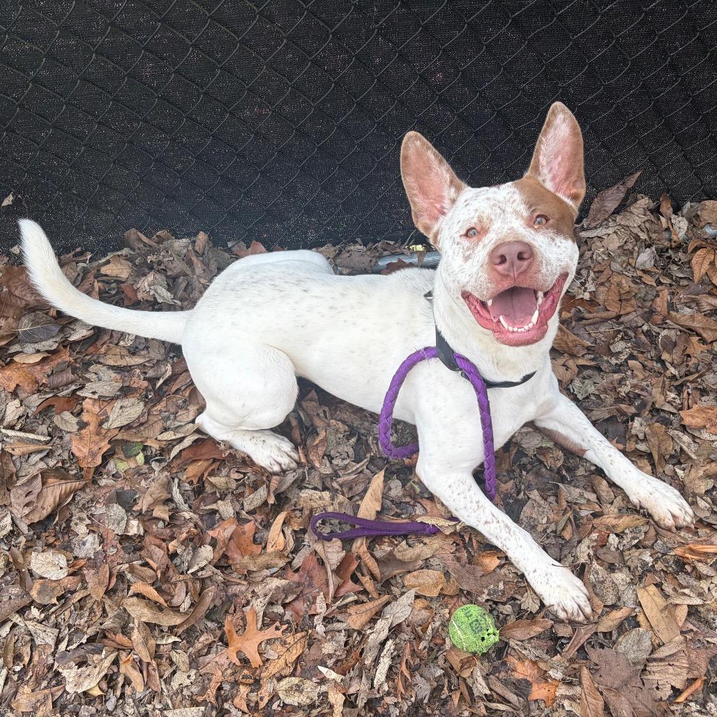 Enlarge Dunkin, a Adoptable Mixed Breed in Edwardsville, IL image 4/6